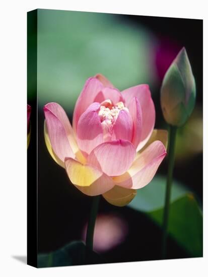 Awakening Pink Lotus-George Oze-Stretched Canvas