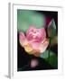 Awakening Pink Lotus-George Oze-Framed Photographic Print