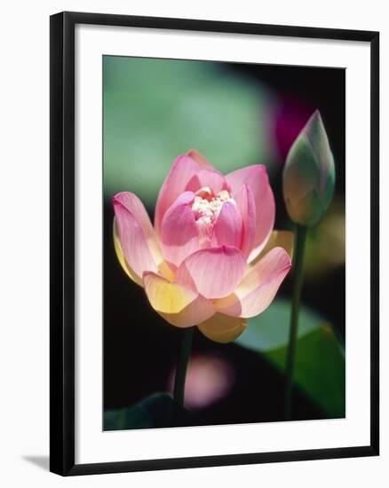 Awakening Pink Lotus-George Oze-Framed Photographic Print