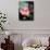 Awakening Pink Lotus-George Oze-Photographic Print displayed on a wall