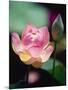 Awakening Pink Lotus-George Oze-Mounted Photographic Print