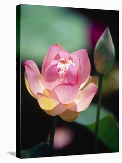 Awakening Pink Lotus-George Oze-Stretched Canvas