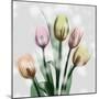 Awakening Tulips-Albert Koetsier-Mounted Art Print