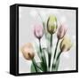 Awakening Tulips-Albert Koetsier-Framed Stretched Canvas