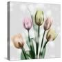 Awakening Tulips-Albert Koetsier-Stretched Canvas