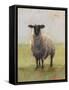 Away from the Flock I-Ethan Harper-Framed Stretched Canvas