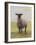 Away from the Flock I-Ethan Harper-Framed Art Print