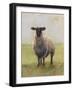 Away from the Flock I-Ethan Harper-Framed Art Print