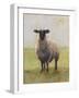 Away from the Flock I-Ethan Harper-Framed Art Print