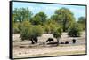 Awesome South Africa Collection - African Buffalo Herd-Philippe Hugonnard-Framed Stretched Canvas