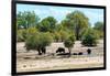 Awesome South Africa Collection - African Buffalo Herd-Philippe Hugonnard-Framed Photographic Print