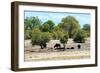 Awesome South Africa Collection - African Buffalo Herd-Philippe Hugonnard-Framed Photographic Print