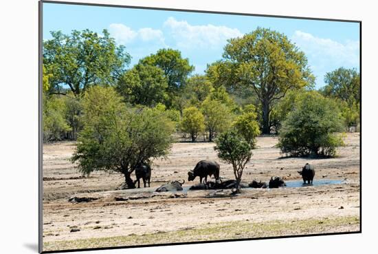 Awesome South Africa Collection - African Buffalo Herd-Philippe Hugonnard-Mounted Photographic Print