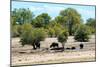 Awesome South Africa Collection - African Buffalo Herd-Philippe Hugonnard-Mounted Photographic Print