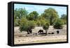 Awesome South Africa Collection - African Buffalo Herd-Philippe Hugonnard-Framed Stretched Canvas