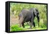 Awesome South Africa Collection - African Elephant I-Philippe Hugonnard-Framed Stretched Canvas