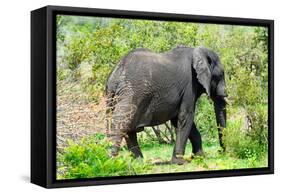 Awesome South Africa Collection - African Elephant I-Philippe Hugonnard-Framed Stretched Canvas