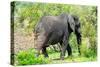 Awesome South Africa Collection - African Elephant I-Philippe Hugonnard-Stretched Canvas