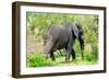 Awesome South Africa Collection - African Elephant I-Philippe Hugonnard-Framed Photographic Print