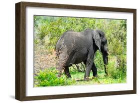 Awesome South Africa Collection - African Elephant I-Philippe Hugonnard-Framed Photographic Print