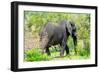 Awesome South Africa Collection - African Elephant I-Philippe Hugonnard-Framed Photographic Print