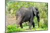 Awesome South Africa Collection - African Elephant I-Philippe Hugonnard-Mounted Photographic Print