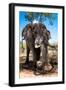 Awesome South Africa Collection - African Elephant II-Philippe Hugonnard-Framed Photographic Print