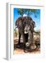 Awesome South Africa Collection - African Elephant II-Philippe Hugonnard-Framed Photographic Print