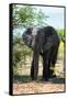 Awesome South Africa Collection - African Elephant II-Philippe Hugonnard-Framed Stretched Canvas