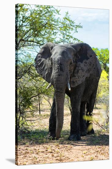 Awesome South Africa Collection - African Elephant II-Philippe Hugonnard-Stretched Canvas