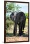 Awesome South Africa Collection - African Elephant II-Philippe Hugonnard-Framed Photographic Print