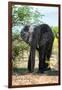 Awesome South Africa Collection - African Elephant II-Philippe Hugonnard-Framed Photographic Print