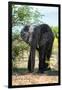 Awesome South Africa Collection - African Elephant II-Philippe Hugonnard-Framed Photographic Print