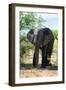 Awesome South Africa Collection - African Elephant II-Philippe Hugonnard-Framed Photographic Print