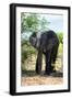 Awesome South Africa Collection - African Elephant II-Philippe Hugonnard-Framed Photographic Print