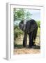 Awesome South Africa Collection - African Elephant II-Philippe Hugonnard-Framed Photographic Print