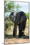 Awesome South Africa Collection - African Elephant II-Philippe Hugonnard-Mounted Photographic Print