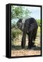 Awesome South Africa Collection - African Elephant II-Philippe Hugonnard-Framed Stretched Canvas