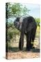 Awesome South Africa Collection - African Elephant II-Philippe Hugonnard-Stretched Canvas