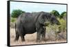 Awesome South Africa Collection - African Elephant II-Philippe Hugonnard-Framed Stretched Canvas