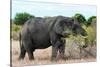 Awesome South Africa Collection - African Elephant II-Philippe Hugonnard-Stretched Canvas
