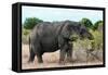 Awesome South Africa Collection - African Elephant II-Philippe Hugonnard-Framed Stretched Canvas