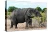 Awesome South Africa Collection - African Elephant II-Philippe Hugonnard-Stretched Canvas