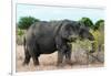 Awesome South Africa Collection - African Elephant II-Philippe Hugonnard-Framed Photographic Print