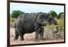 Awesome South Africa Collection - African Elephant II-Philippe Hugonnard-Framed Photographic Print