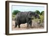 Awesome South Africa Collection - African Elephant II-Philippe Hugonnard-Framed Photographic Print