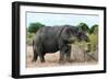 Awesome South Africa Collection - African Elephant II-Philippe Hugonnard-Framed Photographic Print