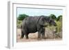 Awesome South Africa Collection - African Elephant II-Philippe Hugonnard-Framed Photographic Print