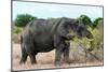 Awesome South Africa Collection - African Elephant II-Philippe Hugonnard-Mounted Photographic Print