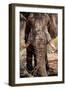 Awesome South Africa Collection - African Elephant IX-Philippe Hugonnard-Framed Photographic Print